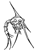    Rhithropanopeus