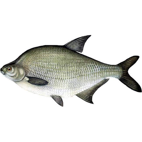 Лещ Лещ